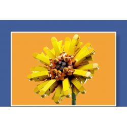 MouldKing 24003 Mould King 24003 non  HOA ĐỒNG TIỀN bộ đồ chơi xếp lắp ráp ghép mô hình Flowers FLOWER WORLD BARBERTON DAISY 180 khối