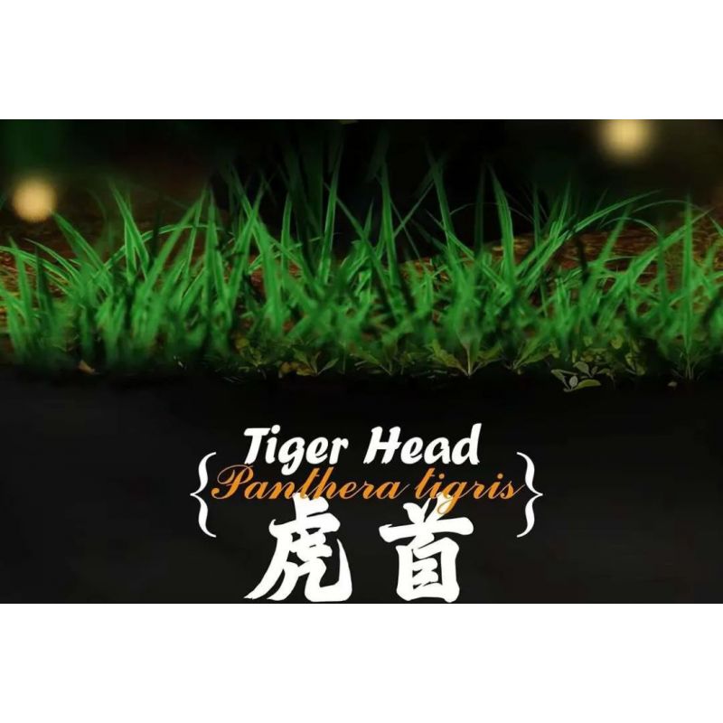 QIZHILE E03000 03000 103000 non  ĐẦU HỔ bộ đồ chơi xếp lắp ráp ghép mô hình Creator Expert TIGER HEAD Chuyên Gia Sáng Tạo