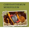 JIESTAR JJ9109 9109 CHẬU HOA CÚC NGÀN bộ đồ chơi xếp lắp ráp ghép mô hình Creator CHRYSANTHEMUM MOLIFOLIUM Sáng Tạo 353 khối