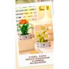 Femibox S5443 Xếp hình lắp ráp ghép mô hình 12 loại hình minh họa thực vật