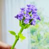 WOMA C2021 2021 CHUYỆN HOA BÓNG NỔI 8 KIỂU bộ đồ chơi xếp lắp ráp ghép mô hình Creator Sáng Tạo