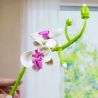 WOMA C2021 2021 CHUYỆN HOA BÓNG NỔI 8 KIỂU bộ đồ chơi xếp lắp ráp ghép mô hình Creator Sáng Tạo