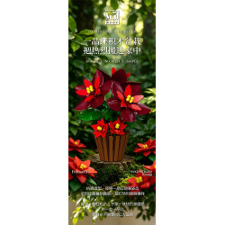 Poster 13124 chụp chậu hoa trạng nguyên lắp ráp đặt trên gốc cây giữa vườn, nổi bật lá bắc đỏ mận và nhụy vàng