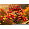 Cận cảnh tán lá bonsai phong đỏ 13125: chùm lá đỏ, cam, vàng xếp tầng trên cành nâu, nền lá thu vàng mờ phía sau