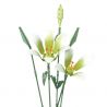 JAKI JK26101 26101 non  NHẬT KÝ THỰC VẬT LILY LIGHT SPRING bộ đồ chơi xếp lắp ráp ghép mô hình Flowers PLANTE EARLY SPRING Hoa
