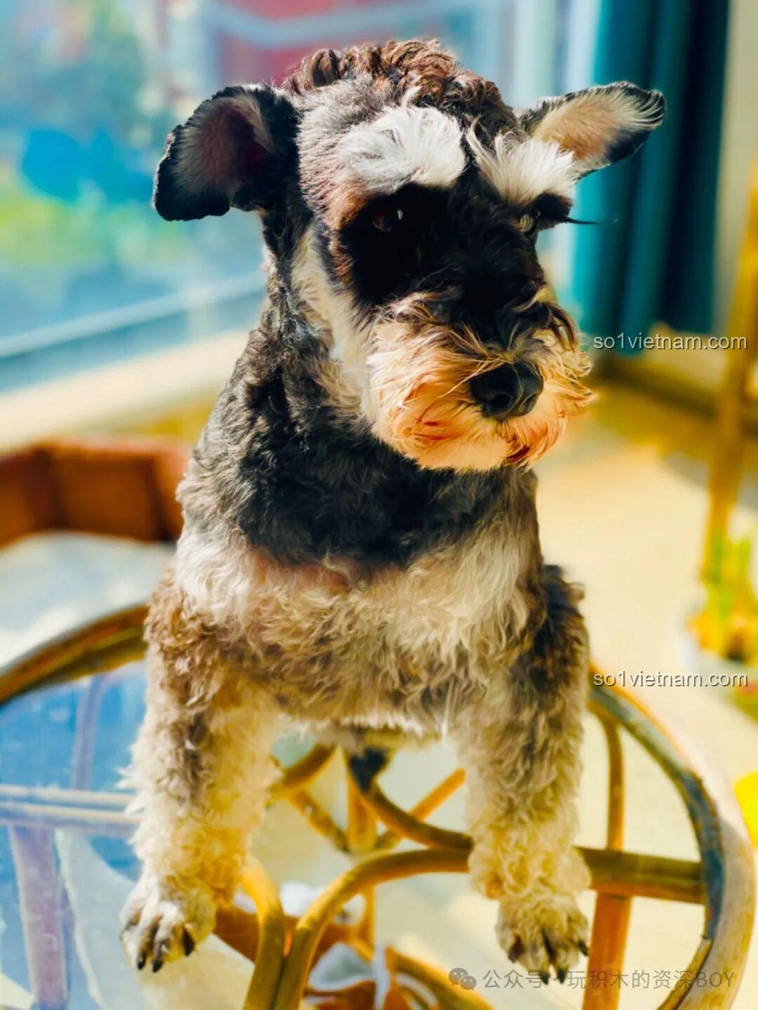 Review JAKI JK8130 Mô hình chó Schnauzer Husky: Lắp mê luôn!